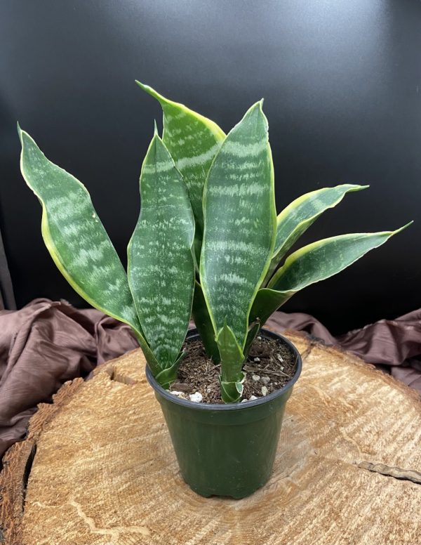 Product Image and Link for 4″ Sansevieria Laurentii