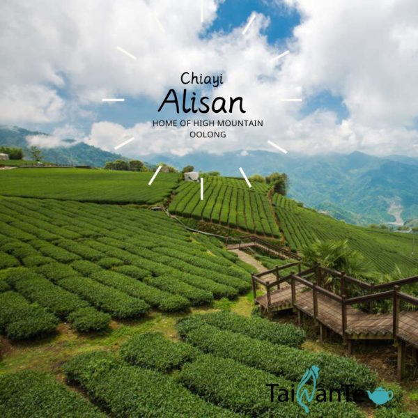 Product Image and Link for High Mountain Oolong_ Alisan 高山烏龍茶_阿里山石桌