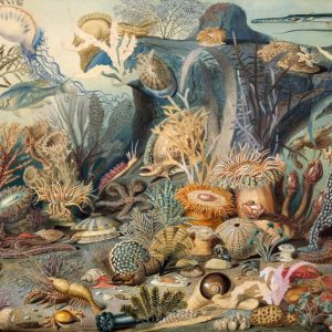 Product Image and Link for Ocean Life By James M. Sommerville (475 Piece Ocean Wooden Jigsaw Puzzle)