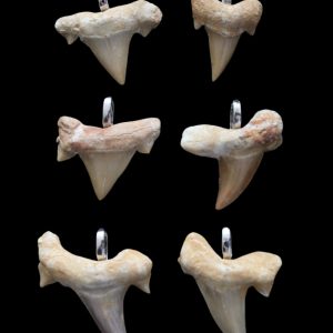 Product Image and Link for Fossilized Shark Teeth Pendants (6 pc.)