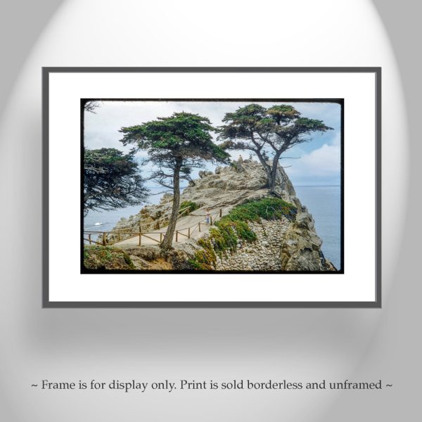 Product Image and Link for Lone Cypress Tree Pebble Beach California Vintage Photography Art Print