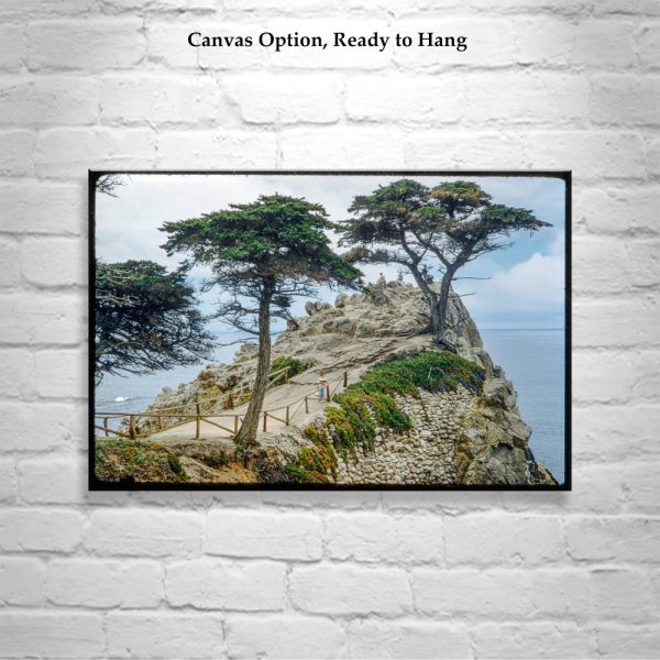 Product Image and Link for Lone Cypress Tree Pebble Beach California Vintage Photography Art Print