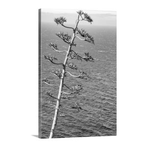 Product Image and Link for Black and White Big Sur Photography with Agave on California Coast