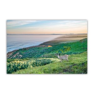 Product Image and Link for Point Reyes Marin County California Coast Art Print with Wild Deer | Wall Decor for Home or Office