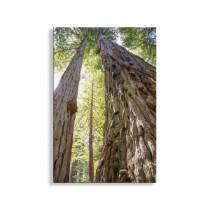 Product Image and Link for Redwood Tree Photography Art Print at Big Basin Santa Cruz California