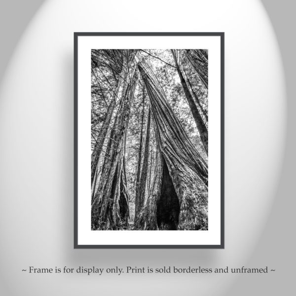 Product Image and Link for Santa Cruz California Redwood Forest Art at Big Basin State Park in Black and White