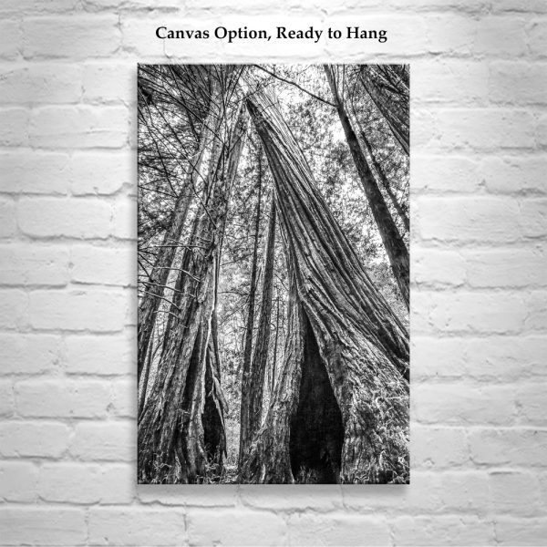 Product Image and Link for Santa Cruz California Redwood Forest Art at Big Basin State Park in Black and White