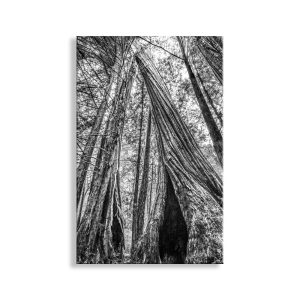 Product Image and Link for Santa Cruz California Redwood Forest Art at Big Basin State Park in Black and White