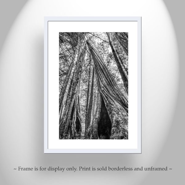 Product Image and Link for Santa Cruz California Redwood Forest Art at Big Basin State Park in Black and White