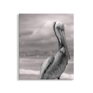 Product Image and Link for Pelican Art in Black and White | Bird Photography at Oceanside Pier, San Diego California