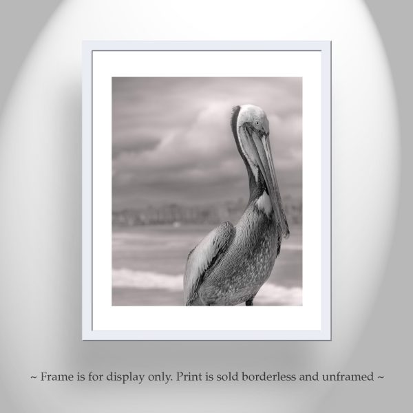 Product Image and Link for Pelican Art in Black and White | Bird Photography at Oceanside Pier, San Diego California